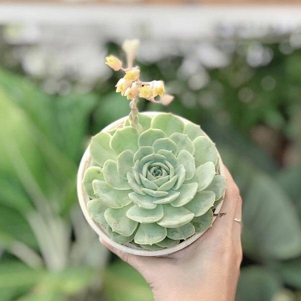 Cẩn thận khi 4 loại cây này trồng trong nhà bỗng nở hoa, loại bỏ ngay nếu không muốn gặp “điềm gở” - 3