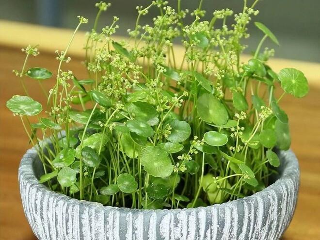 Cẩn thận khi 4 loại cây này trồng trong nhà bỗng nở hoa, loại bỏ ngay nếu không muốn gặp “điềm gở” - 2