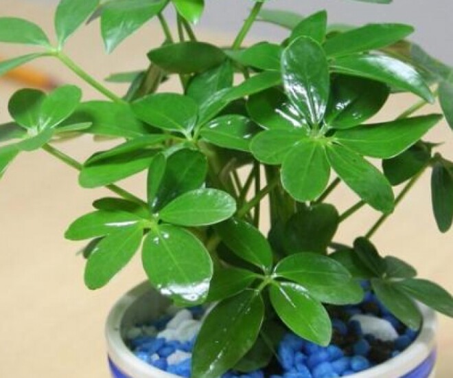 Cẩn thận khi 4 loại cây này trồng trong nhà bỗng nở hoa, loại bỏ ngay nếu không muốn gặp “điềm gở” - 1