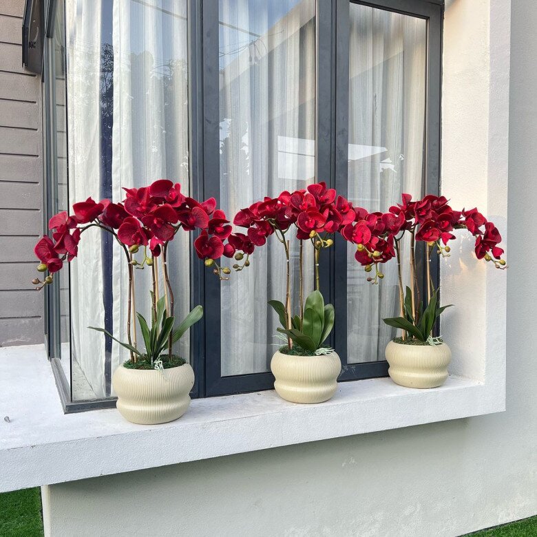 Nhà trồng 3 loại cây màu đỏ rực này sẽ mang đến vận may, mùa đông về hoa nở như thác nước - 2