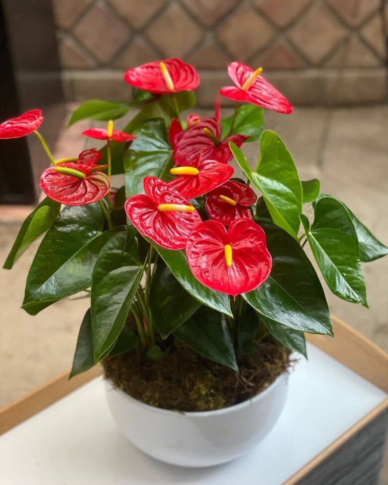 Nhà trồng 3 loại cây màu đỏ rực này sẽ mang đến vận may, mùa đông về hoa nở như thác nước - 3