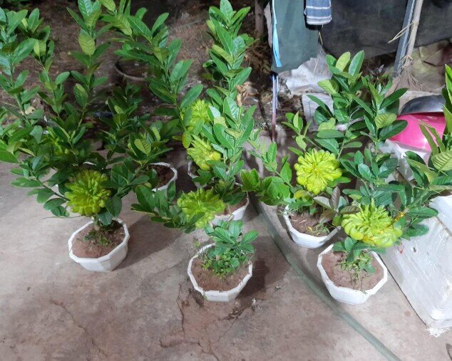 Trồng 4 loại cây này chẳng khác gì “chôn vàng” trong sân nhà, vừa làm đẹp vừa hút tiền tài - 2