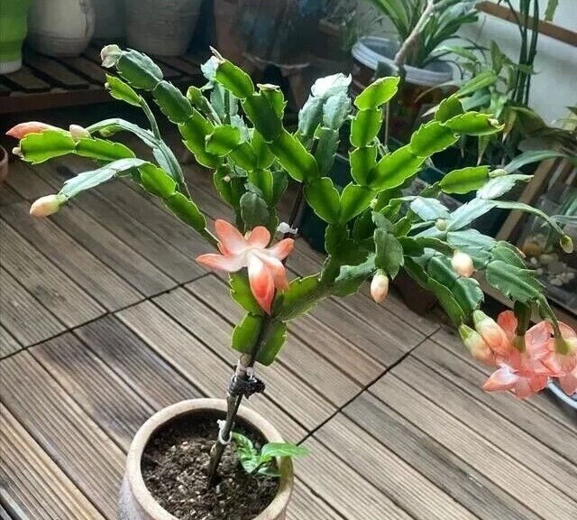 Trồng loài hoa đỏ rực này nên theo quy tắc &#34;1 ít, 1 nhiều, 1 thường xuyên&#34;, hoa nở như điên chơi từ giờ đến Tết - 2