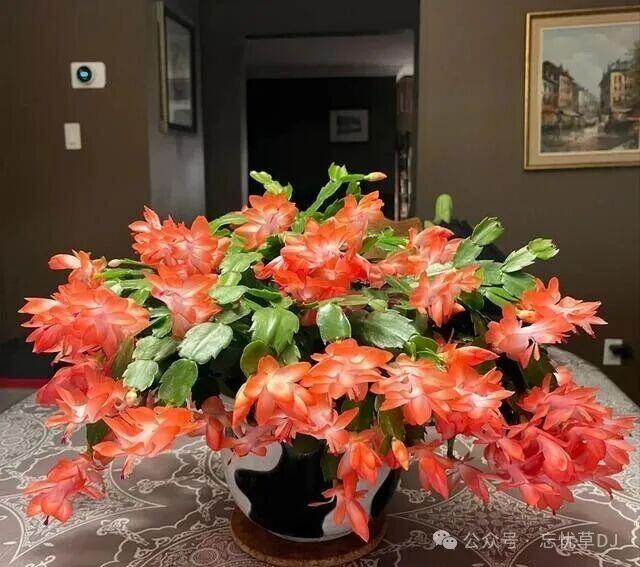 Trồng loài hoa đỏ rực này nên theo quy tắc &#34;1 ít, 1 nhiều, 1 thường xuyên&#34;, hoa nở như điên chơi từ giờ đến Tết - 3