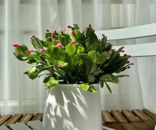 Trồng loài hoa đỏ rực này nên theo quy tắc &#34;1 ít, 1 nhiều, 1 thường xuyên&#34;, hoa nở như điên chơi từ giờ đến Tết - 1