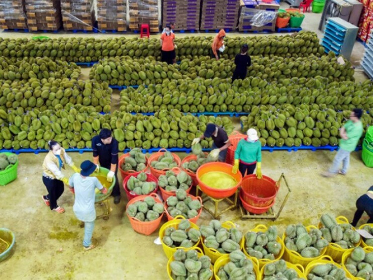 Thông tin doanh nghiệp - Sau vụ mùa tỷ USD, doanh chủ sầu riêng Đắk Lắk tích sản vào đâu?