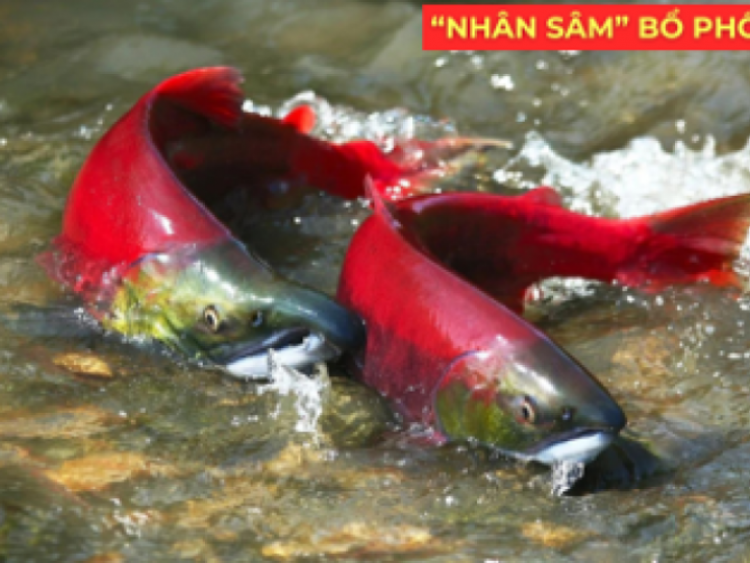 Thông tin doanh nghiệp - "Nhân sâm dưới nước" siêu đắt đỏ, được ví như “vàng lỏng” cho người đàm, ho, khó thở!