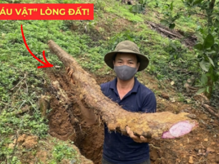 Thông tin doanh nghiệp - Việt Nam có một “báu vật dưới lòng đất” dài cả mét, tuy xấu xí nhưng siêu bổ dưỡng cho bàng quang!