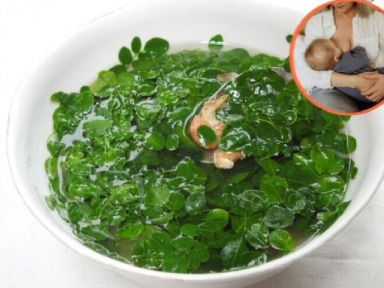 Thông tin doanh nghiệp - “Cây kỳ diệu” được nhiều mẹ sau sinh ít sữa coi như “báu vật”