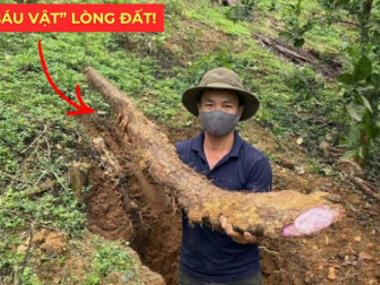 Thông tin doanh nghiệp - Việt Nam có một “báu vật dưới lòng đất” dài cả mét, tuy xấu xí nhưng siêu bổ dưỡng cho bàng quang!