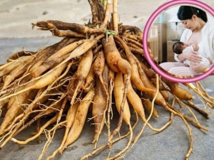Thông tin doanh nghiệp - Kỳ lạ loài cây “trăm chồng” giúp hỗ trợ tăng tiết sữa, lợi sữa cho mẹ sau sinh
