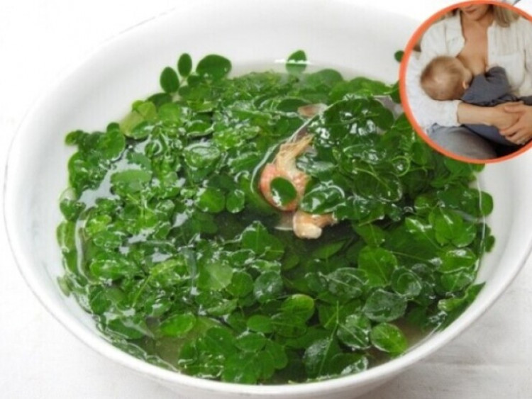 Thông tin doanh nghiệp - “Siêu thực phẩm” mọc đầy hàng rào được nhiều mẹ sau sinh ít sữa coi như “báu vật”