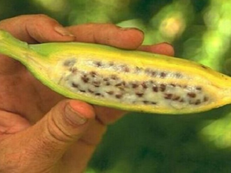 Thông tin doanh nghiệp - Trào ngược dạ dày gây viêm rát họng, đắng miệng, khó tiêu: Chỉ làm đúng 1 mẹo này mỗi tối là dễ chịu