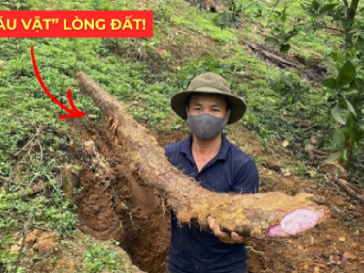 Thông tin doanh nghiệp - Việt Nam có một “báu vật dưới lòng đất” dài cả mét, tuy xấu xí nhưng siêu bổ dưỡng cho bàng quang!