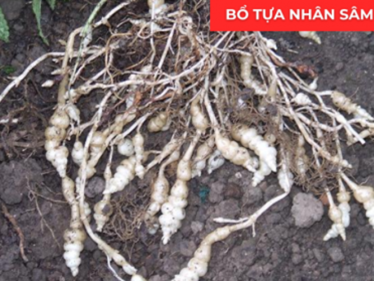 Thông tin doanh nghiệp - Loại rau “dưỡng phổi” bị nhiều người ngó lơ nhưng giảm đờm, ho, khó thở cực tốt, “bổ tựa nhân sâm”