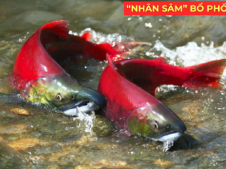 Thông tin doanh nghiệp - "Nhân sâm dưới nước" siêu đắt đỏ, được ví như “vàng lỏng” cho người đàm, ho, khó thở!